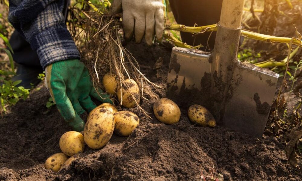 Что сажать после картошки: секреты урожайного огорода