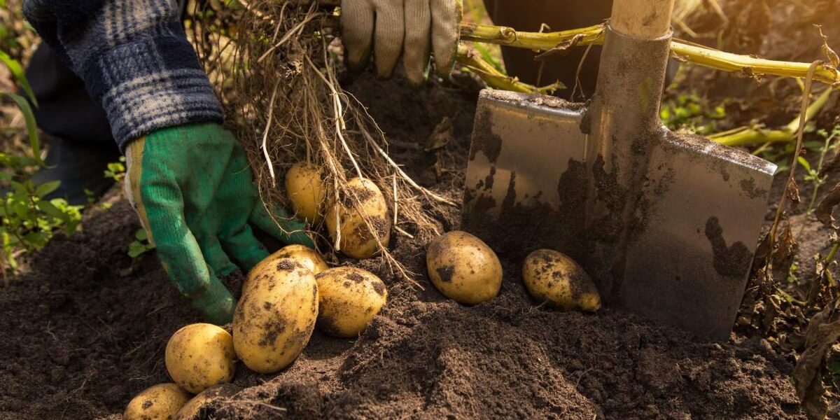 Что сажать после картошки: секреты урожайного огорода