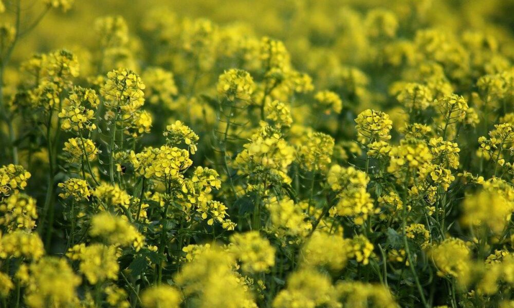 Удобрение почвы сидератами: простые секреты для вашего сада