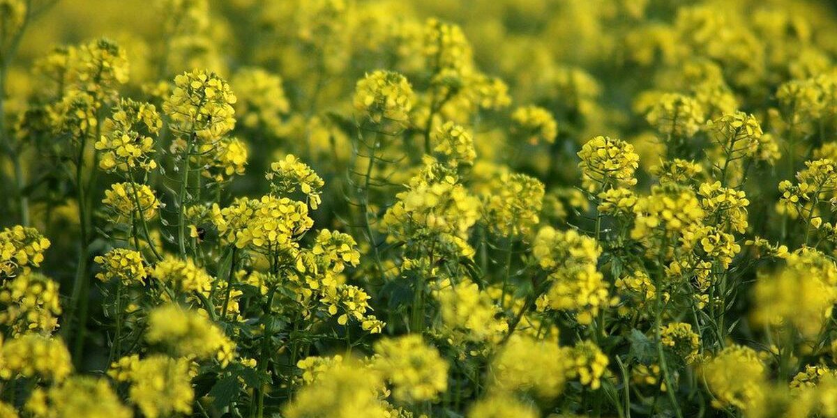 Удобрение почвы сидератами: простые секреты для вашего сада