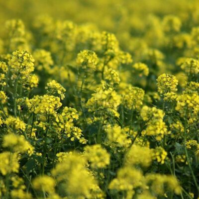 Удобрение почвы сидератами: простые секреты для вашего сада