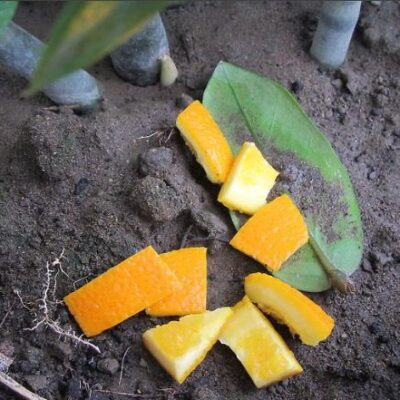 Апельсиновые корки на даче: полезные лайфхаки для сада и огорода