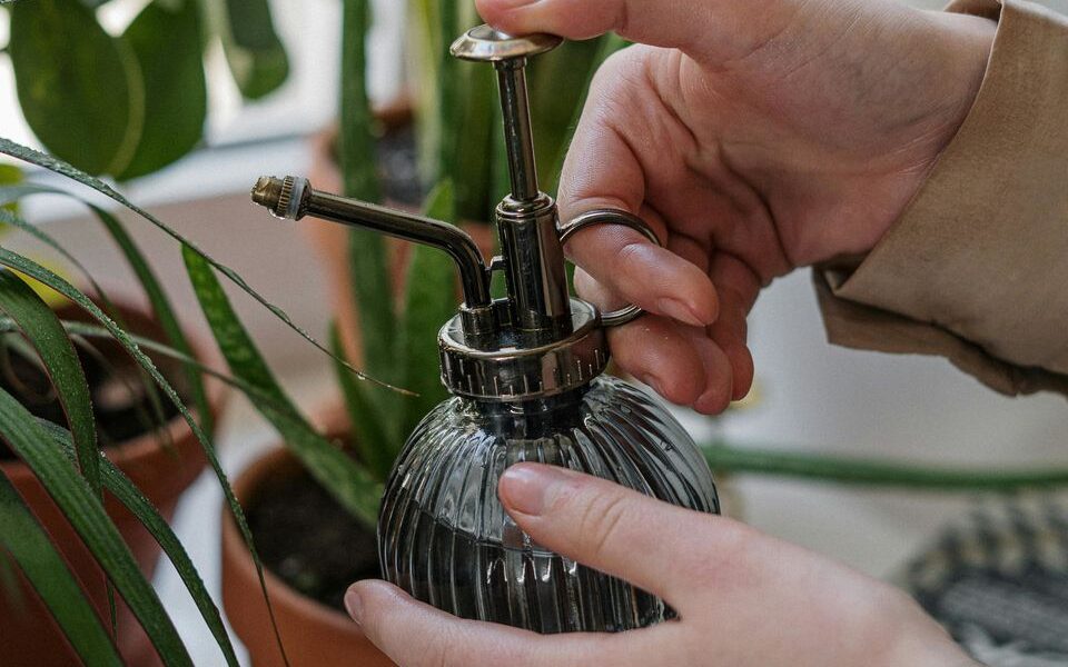 Осенний уход за комнатными растениями: секреты пышного цветения