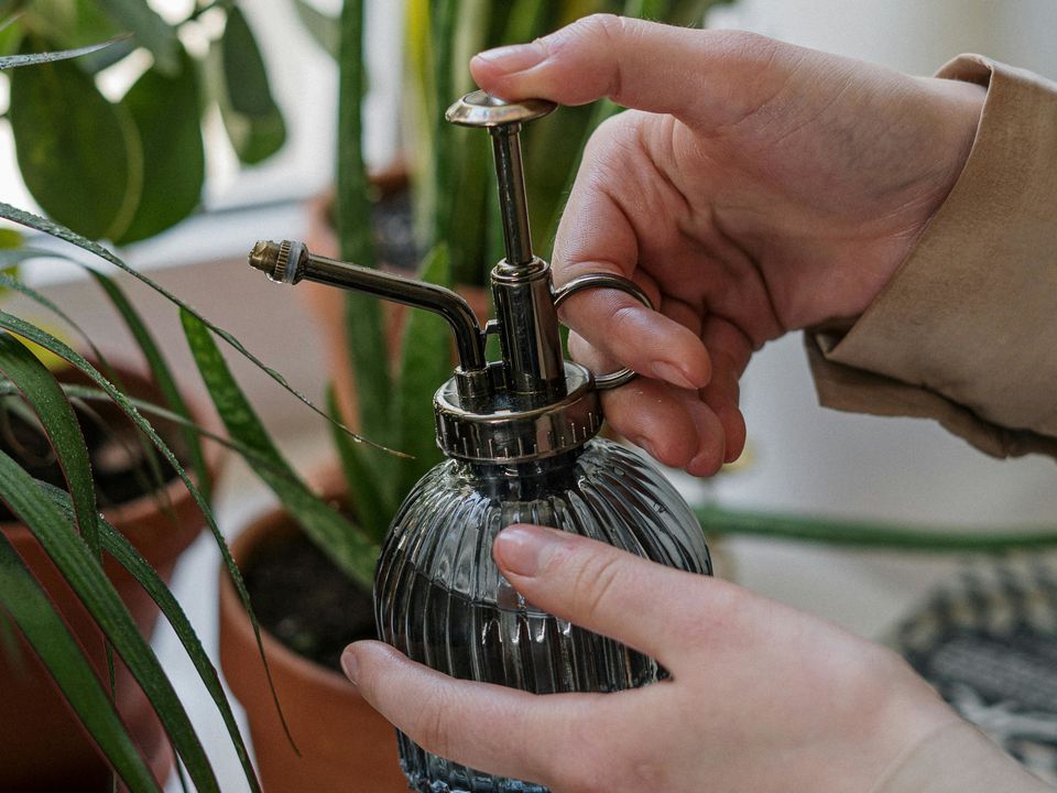 Осенний уход за комнатными растениями: секреты пышного цветения