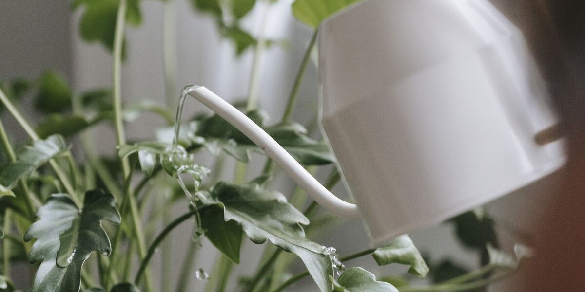 Лимонная кислота для растений: секреты пышной зелени и обильного цветения