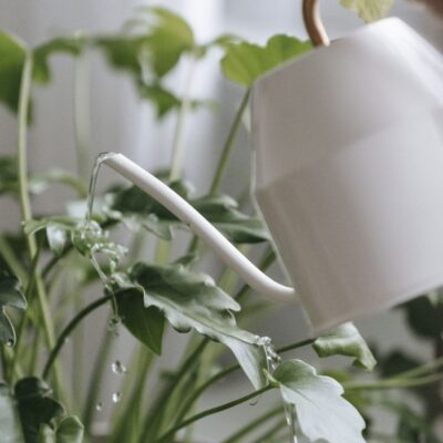 Лимонная кислота для растений: секреты пышной зелени и обильного цветения