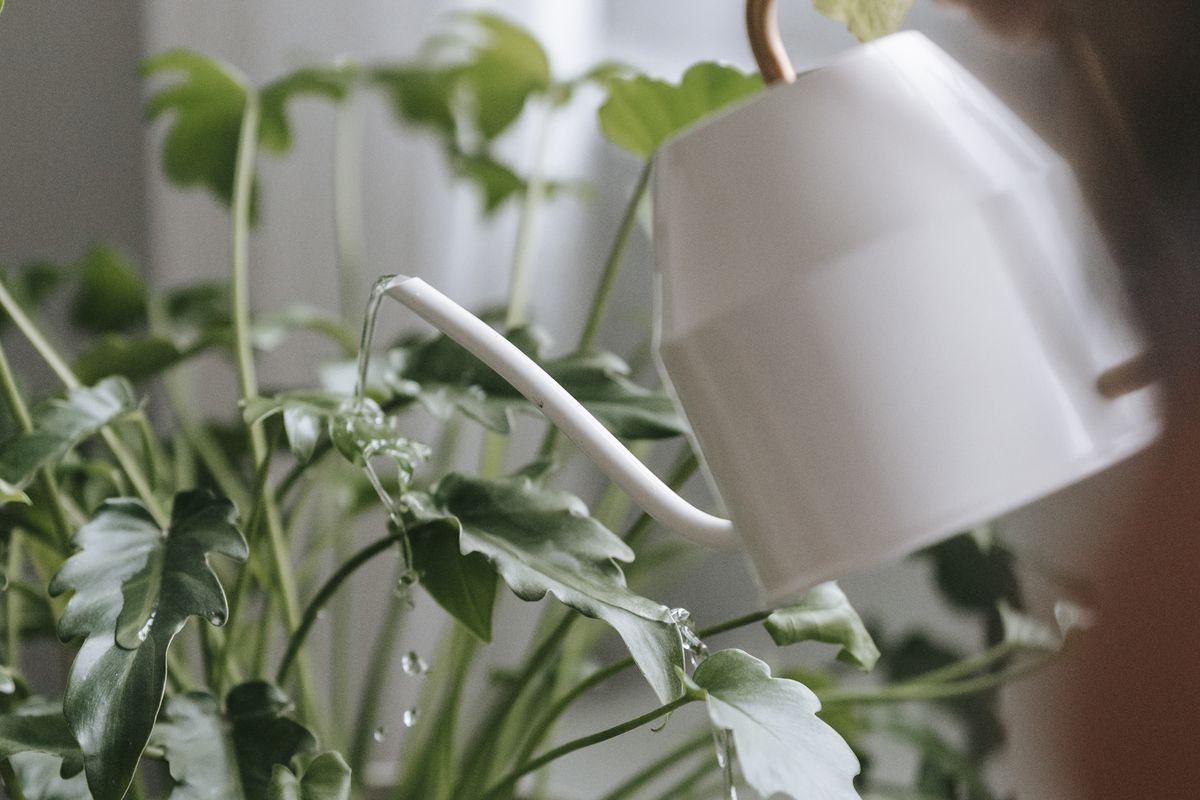 Лимонная кислота для растений: секреты пышной зелени и обильного цветения