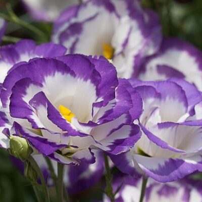 Январский посев: что посадить в начале года для богатого урожая (видео)