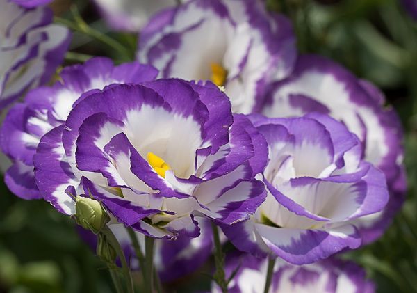 Январский посев: что посадить в начале года для богатого урожая (видео)