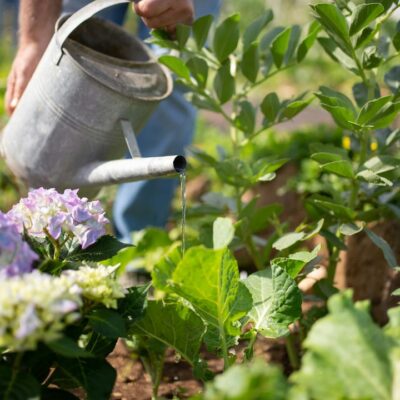 Секреты пышной гортензии: 3 правила для идеального цветения