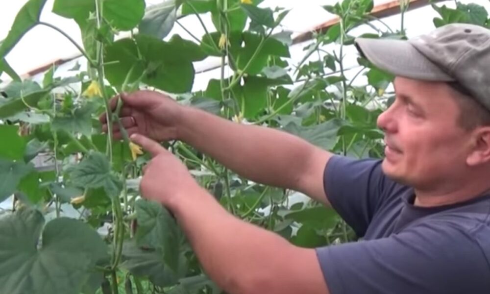 Обрезка листьев огурцов: зачем, когда и как это делать для лучшего урожая