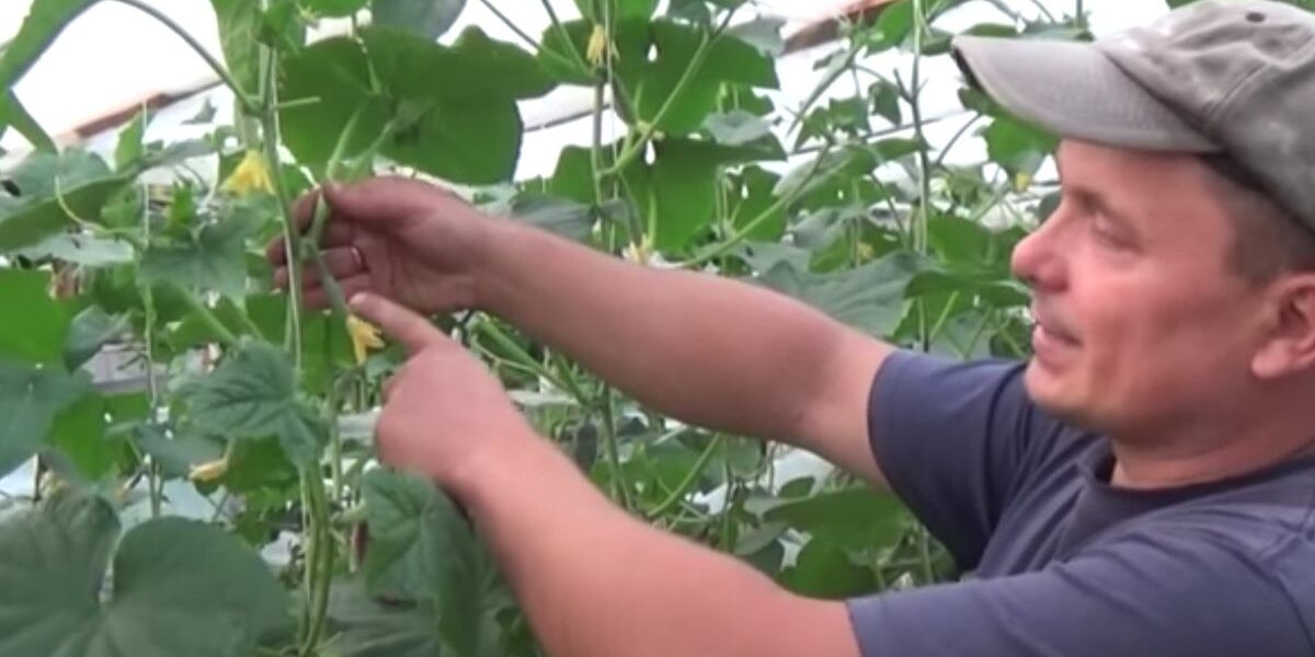 Обрезка листьев огурцов: зачем, когда и как это делать для лучшего урожая