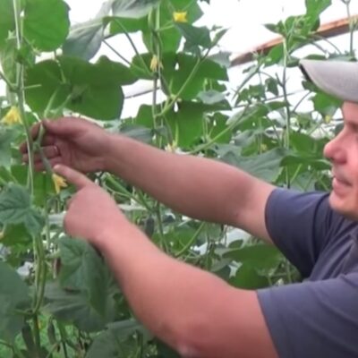 Обрезка листьев огурцов: зачем, когда и как это делать для лучшего урожая