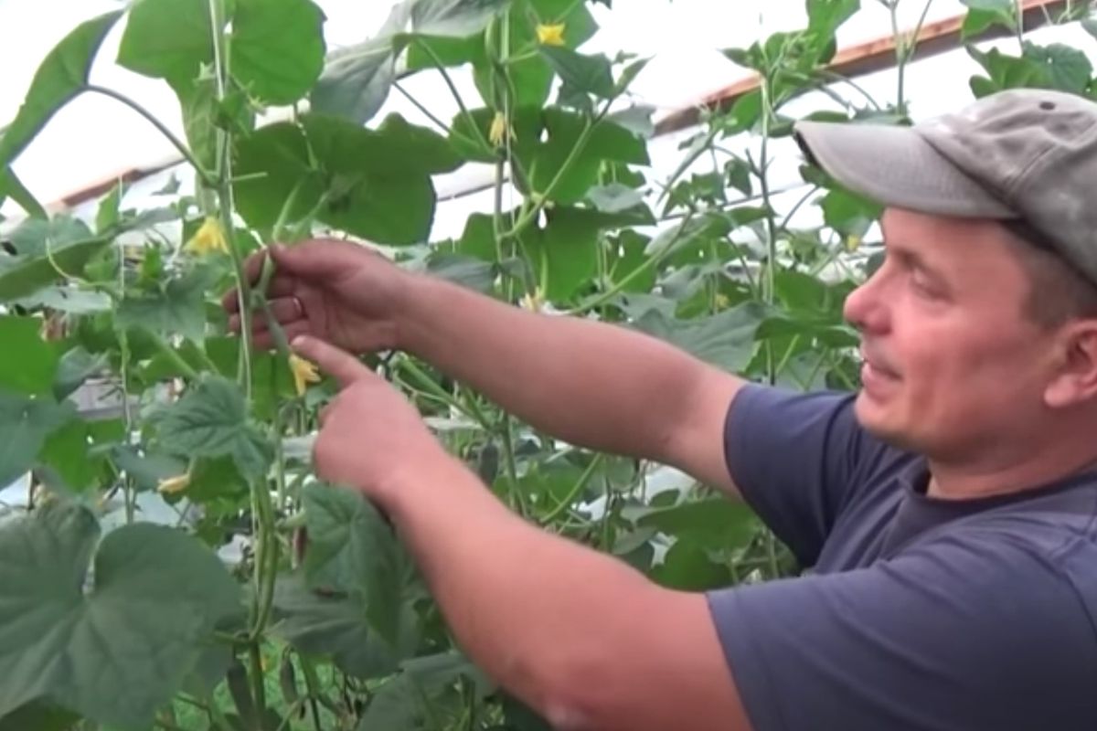 Обрезка листьев огурцов: зачем, когда и как это делать для лучшего урожая