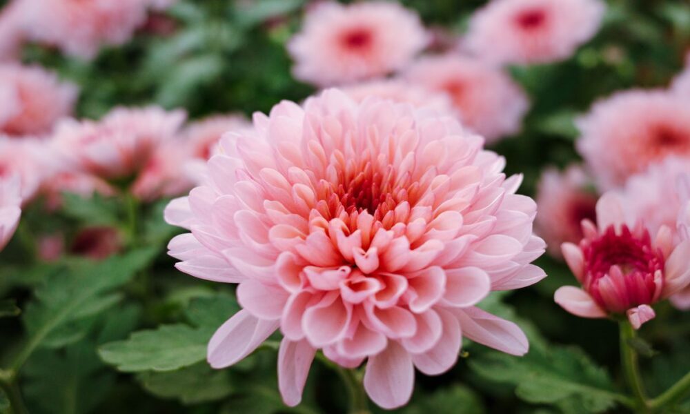 Почему чернеет листва у хризантем: причины и решение проблем