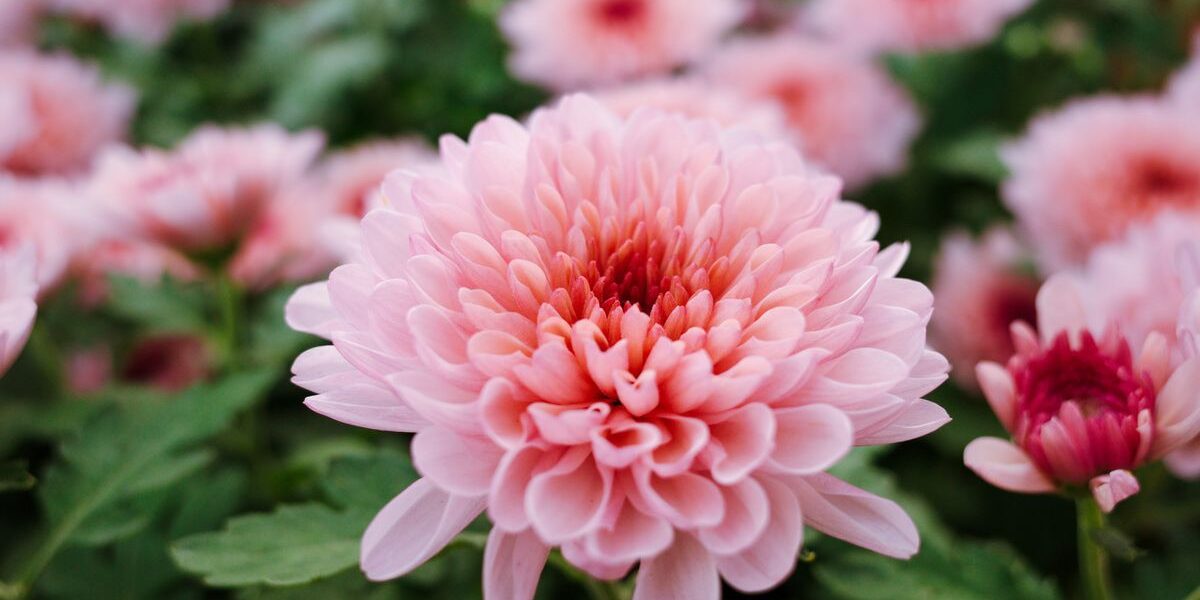 Почему чернеет листва у хризантем: причины и решение проблем