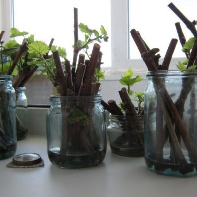 5 секретов быстрого укоренения черенков для вашего сада