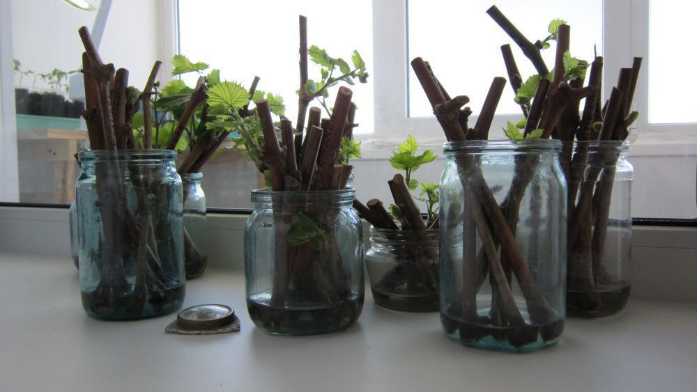 5 секретов быстрого укоренения черенков для вашего сада