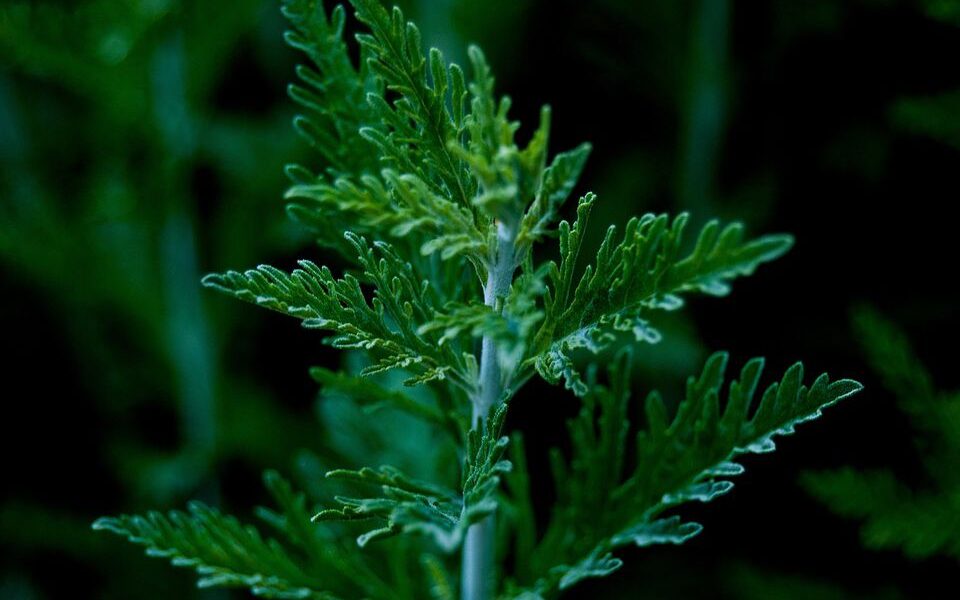 Умные дачники не спешат вырывать этот сорняк: секрет урожайности