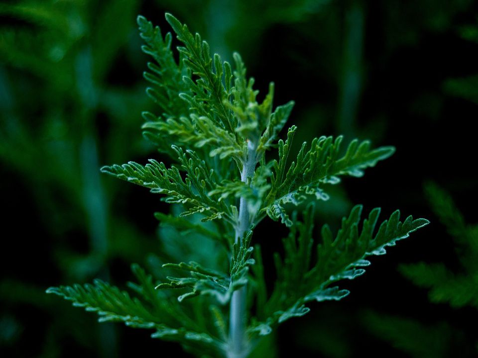 Умные дачники не спешат вырывать этот сорняк: секрет урожайности