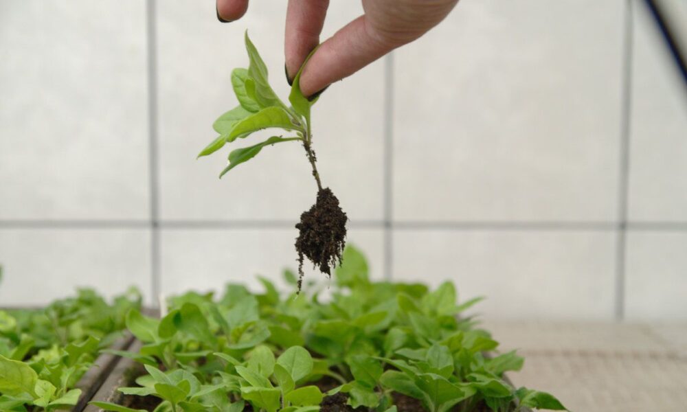 5 причин, почему петунии могут погибнуть: как спасти цветы