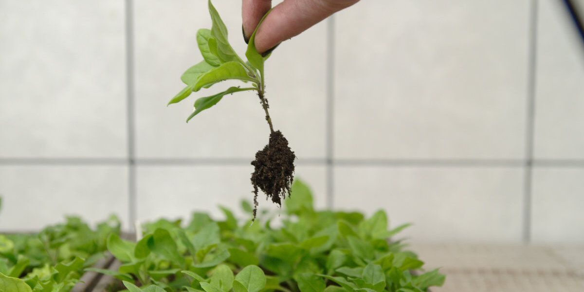 5 причин, почему петунии могут погибнуть: как спасти цветы