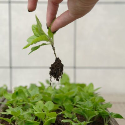 5 причин, почему петунии могут погибнуть: как спасти цветы