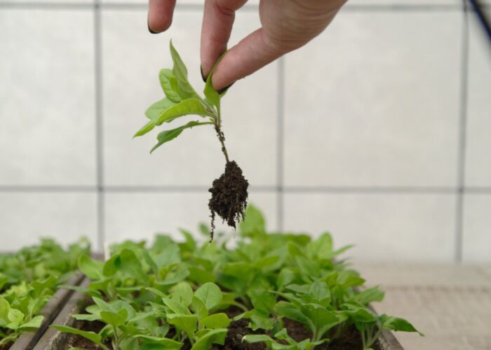 5 причин, почему петунии могут погибнуть: как спасти цветы