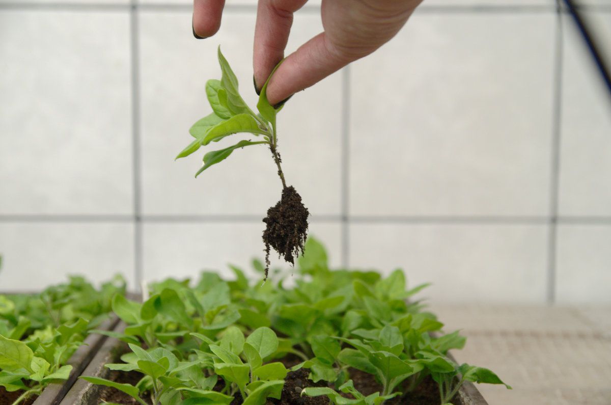 5 причин, почему петунии могут погибнуть: как спасти цветы