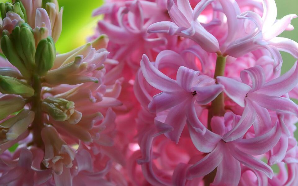 Цветы для дачи: что посадить в августе для красоты и уюта