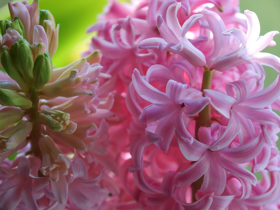 Цветы для дачи: что посадить в августе для красоты и уюта