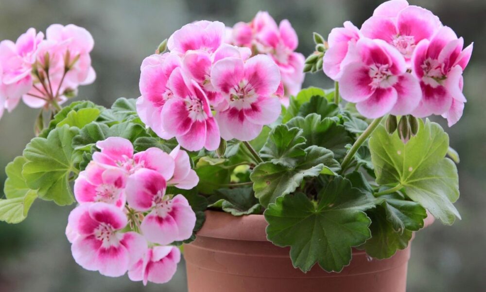 Спасаем герань: секреты оживления даже самых увядших цветов