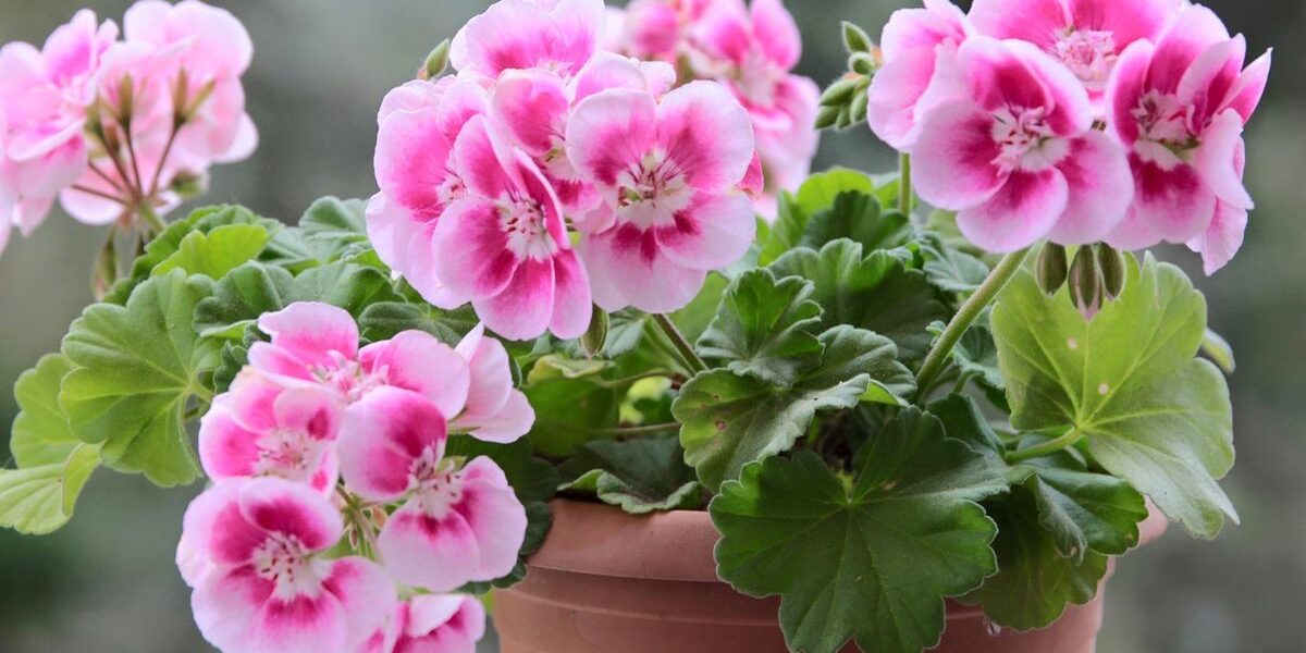 Спасаем герань: секреты оживления даже самых увядших цветов