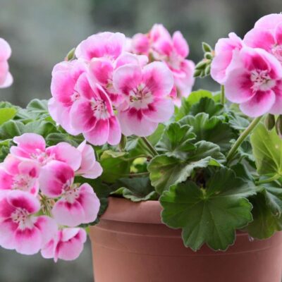 Спасаем герань: секреты оживления даже самых увядших цветов