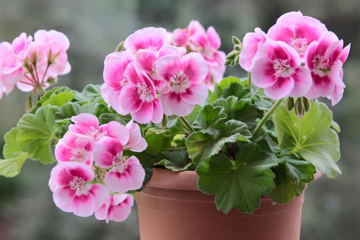 Спасаем герань: секреты оживления даже самых увядших цветов