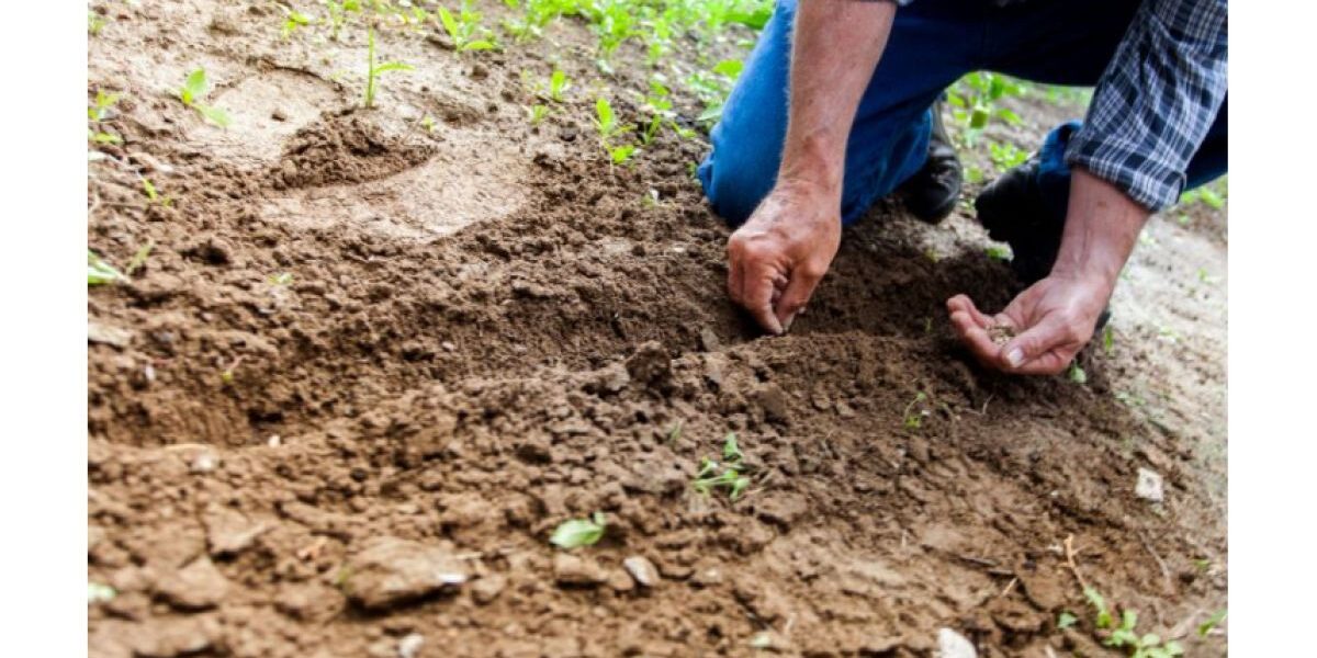 Идеальное время для посадки: какая температура почвы и воздуха нужна для успешного урожая