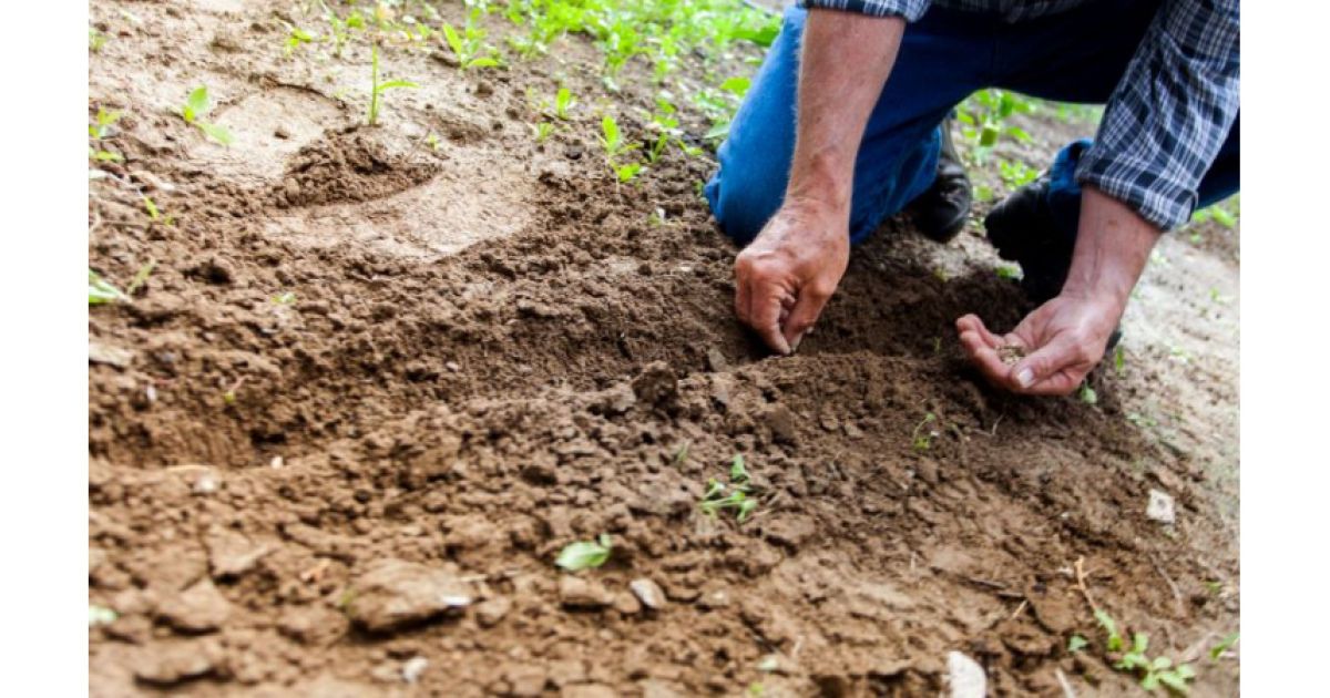 Идеальное время для посадки: какая температура почвы и воздуха нужна для успешного урожая