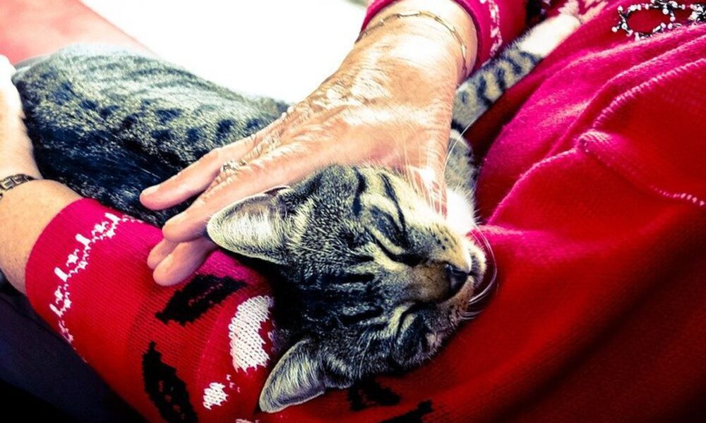 Почему женщины выбирают кошек: психология одиночества и любви