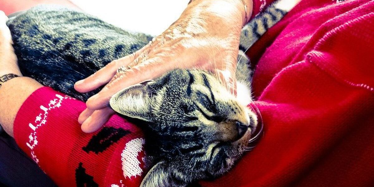 Почему женщины выбирают кошек: психология одиночества и любви