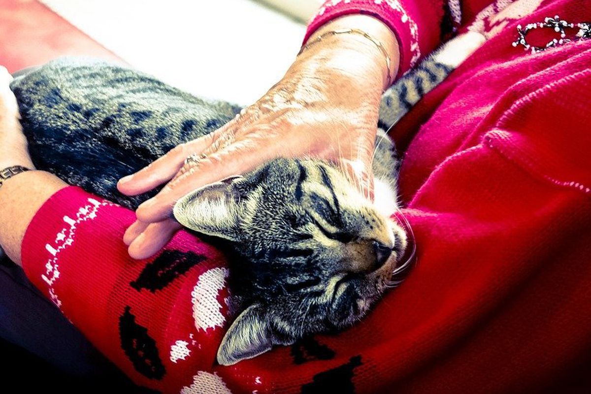 Почему женщины выбирают кошек: психология одиночества и любви