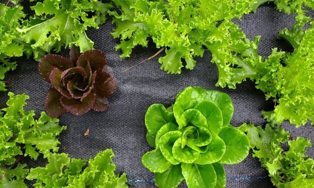 Осенний посев зелени на даче: что посадить после урожая