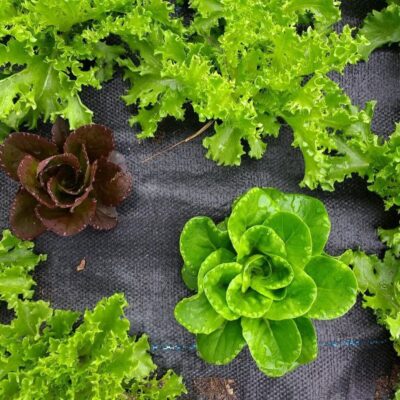 Осенний посев зелени на даче: что посадить после урожая