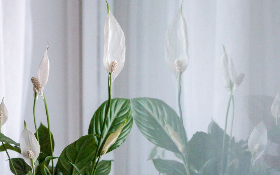 Как заставить спатифиллум цвести: бюджетные секреты для пышного цветения