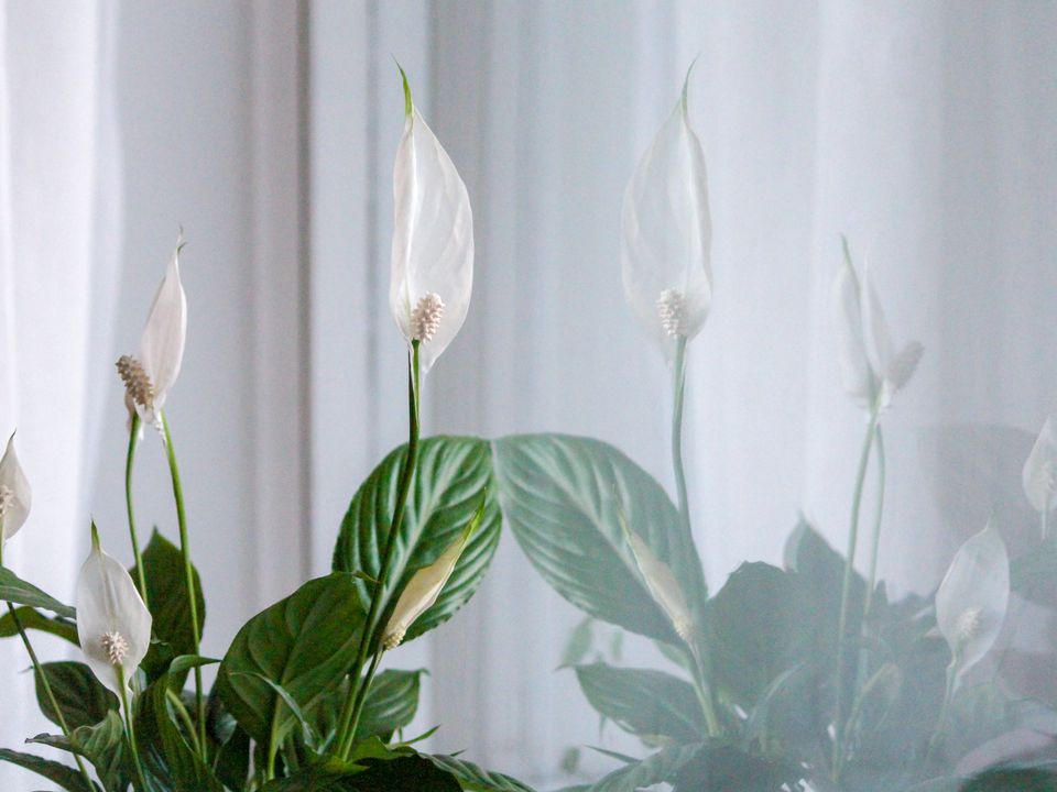 Как заставить спатифиллум цвести: бюджетные секреты для пышного цветения