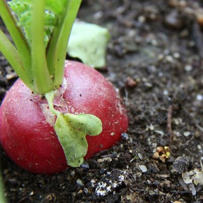 Секреты выращивания крупного редиса на даче: от посева до урожая