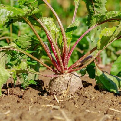Секреты раннего урожая свеклы: осенние хлопоты для летнего изобилия