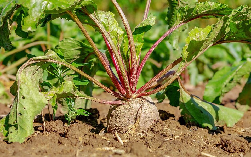 Секреты раннего урожая свеклы: осенние хлопоты для летнего изобилия
