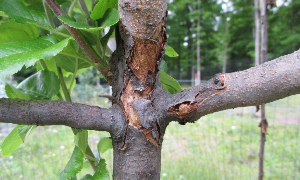 Болезни яблонь: причины, симптомы и методы борьбы