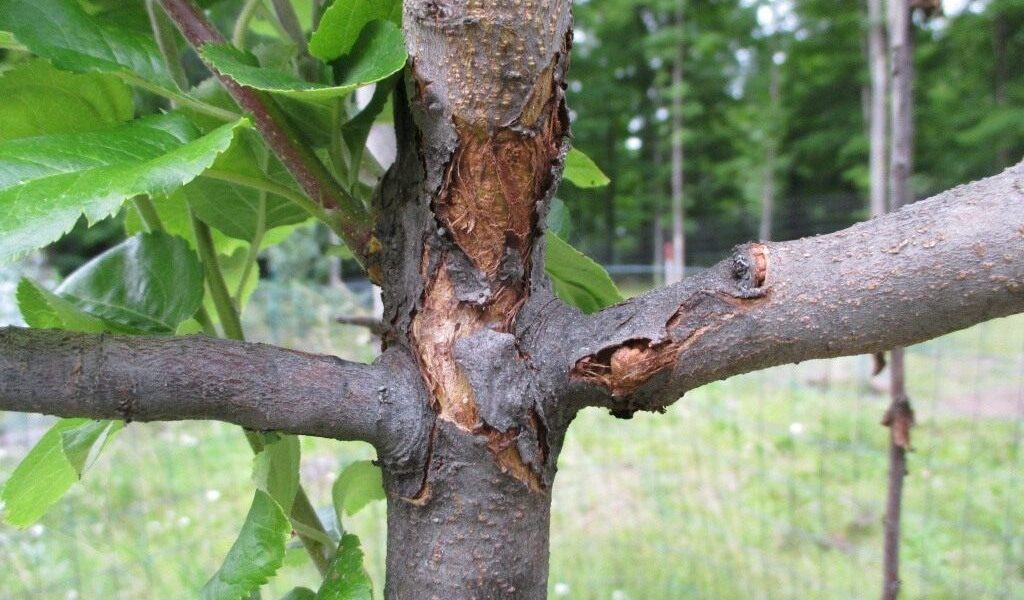 Болезни яблонь: причины, симптомы и методы борьбы