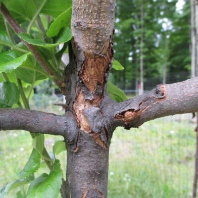 Болезни яблонь: причины, симптомы и методы борьбы